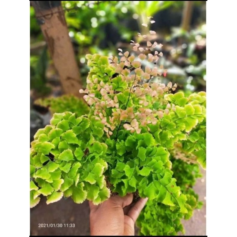 Promo Termurah Tanaman Hias Suplir Kribo Tanaman Hias Suplir Kribo