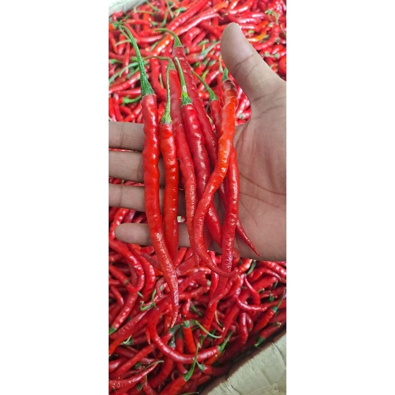 

CABE MERAH SUPER grade A MURAH 500gr dan 1kg