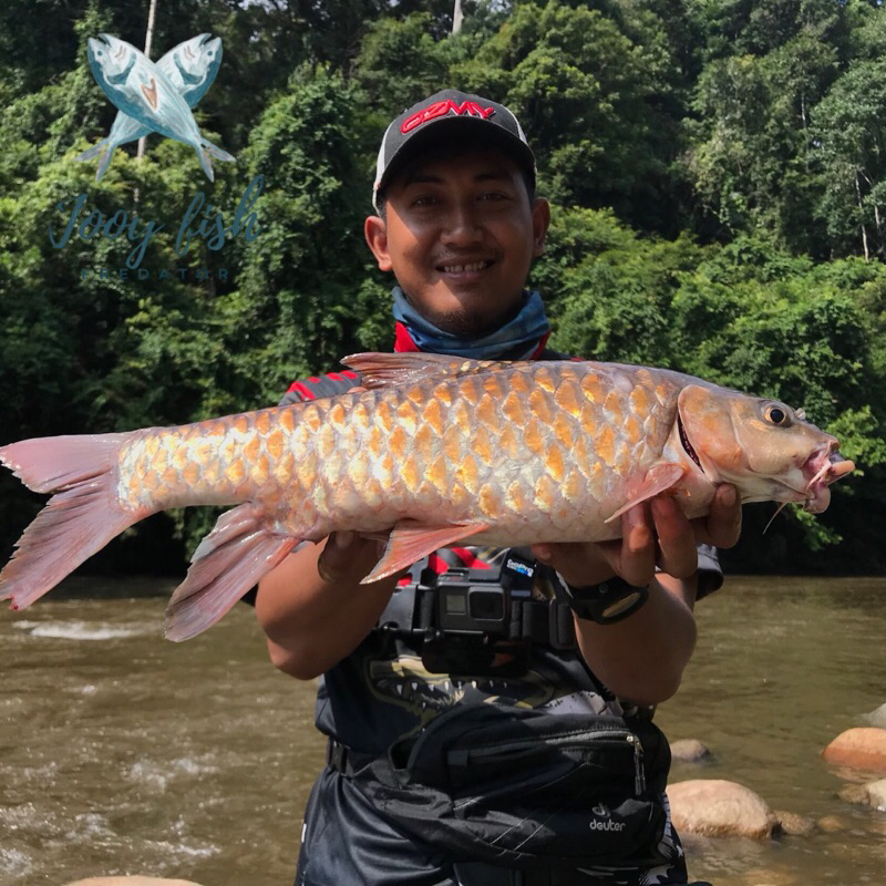 

( SEAFOOD)MAHSEER TAMBRA SIRIP EMAS / ASLI KALIMANTAN SIZE 20-21 CM