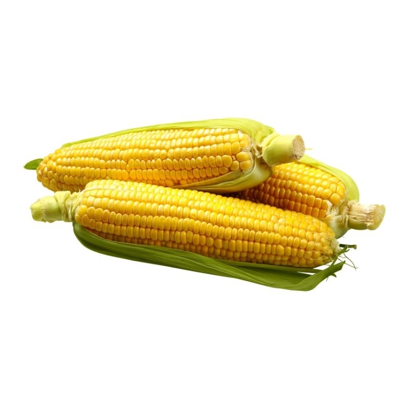 

jagung manis, jagung kuning