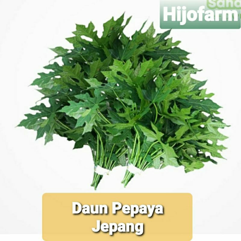 

Daun Pepaya Jepang/Daun Gedi Segar 250 Gr