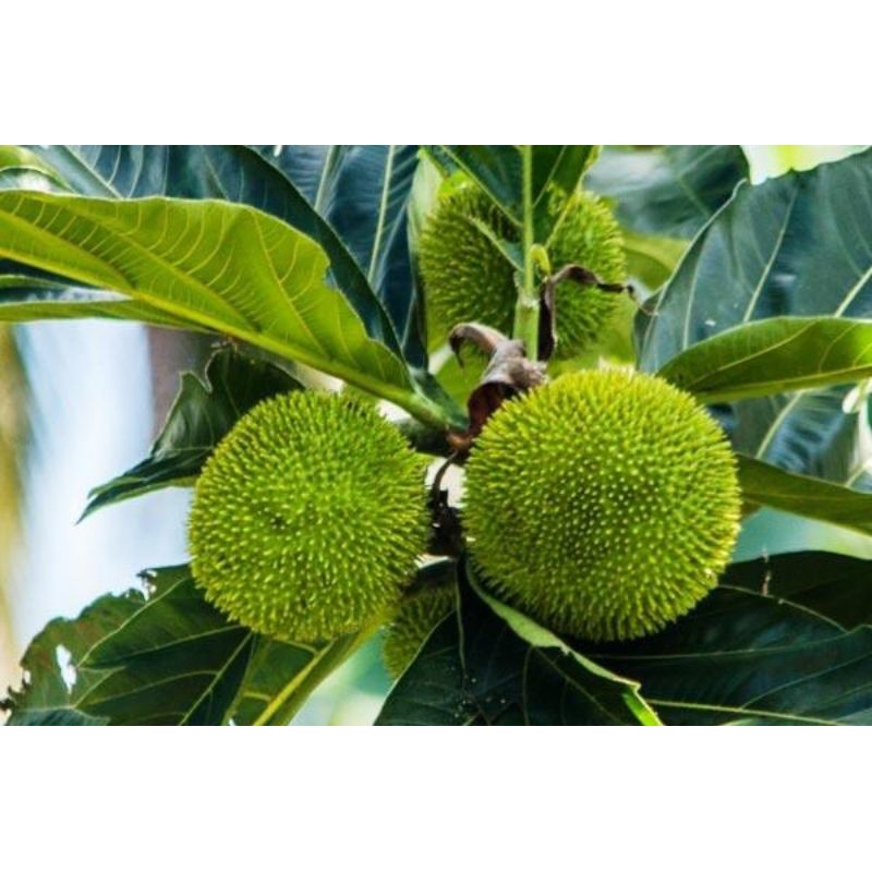 kluwih/kluweh sayur segar 2 buah