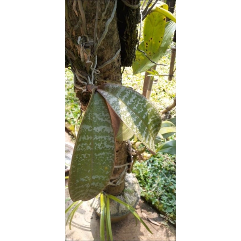 anggrek phalaenopsis stuartiana