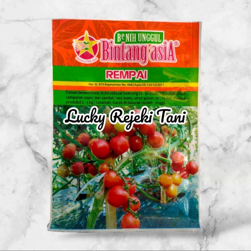 Benih Tomat Rempai - Bintang Asia