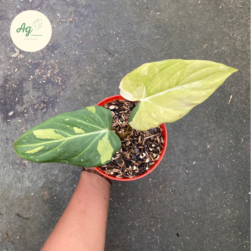 philodendron gloriosum varigata Tricolour