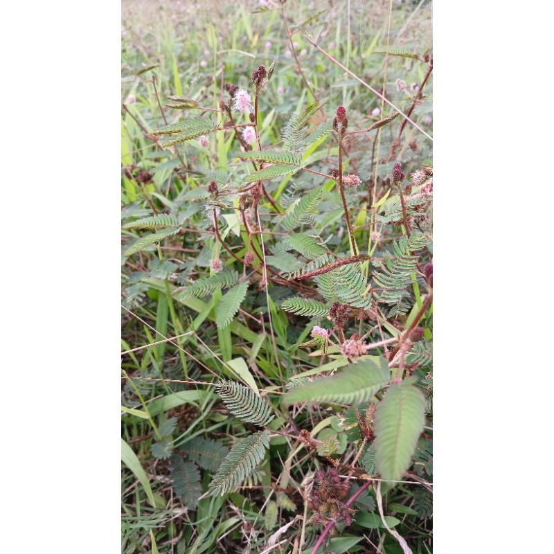 

Daun putri malu segar 100gram siap kirim