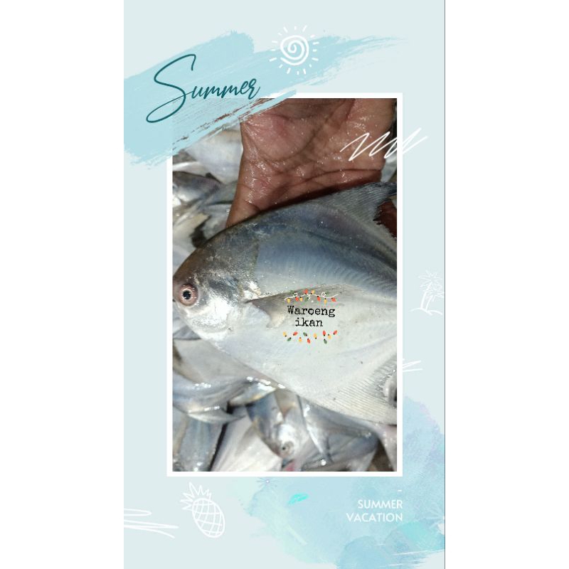 

Ikan Bawal putih size kecil 8-12/1kg