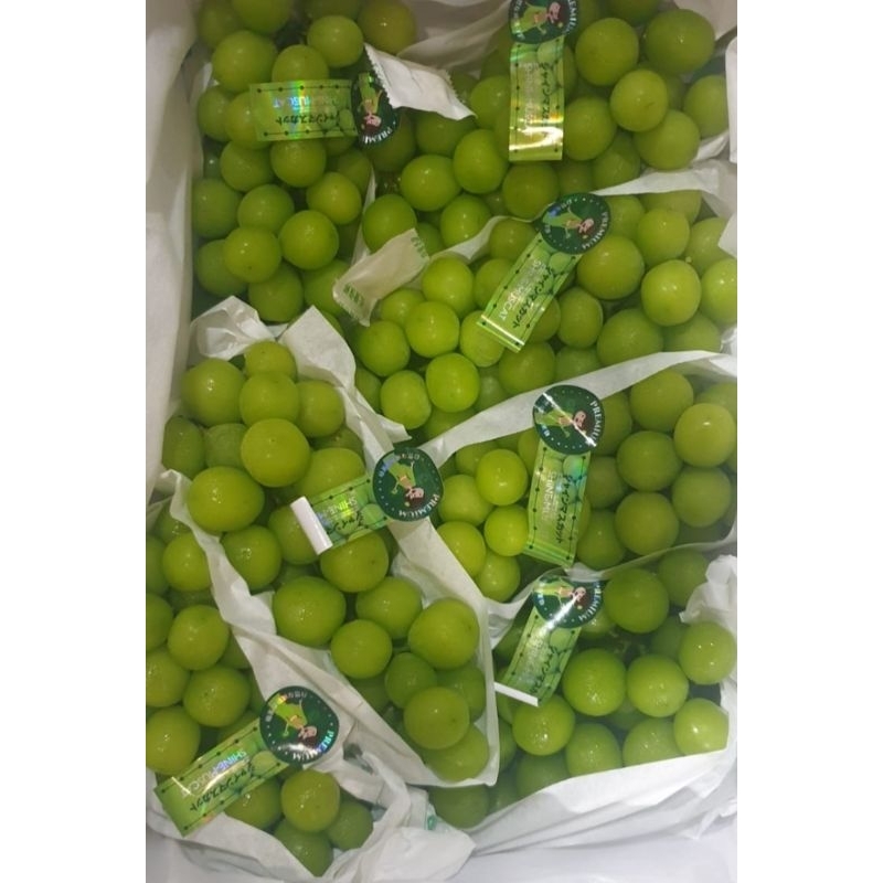 

Buah Anggur Muscat Hijau