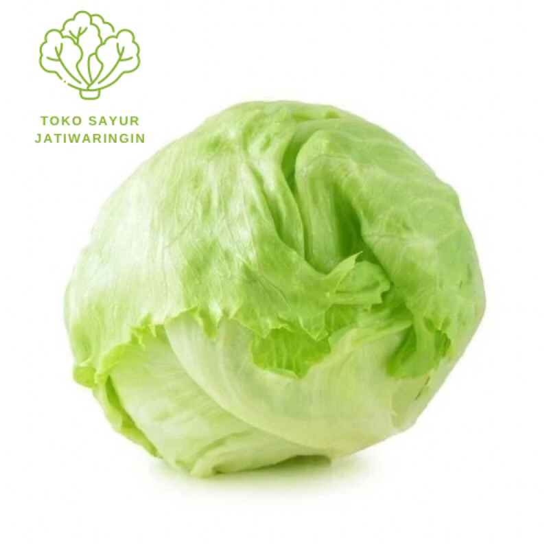 LETTUCE HEAD / LETUCE SALAD 1Kg
