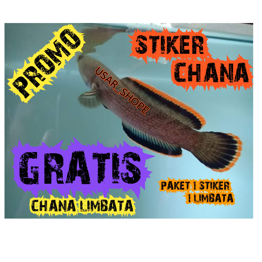 CHANA LIMBATA/stiker chana