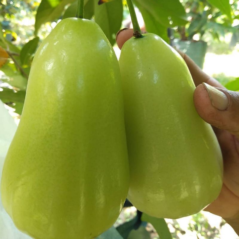 bibit jambu air taiwan super green | jambu air tsg
