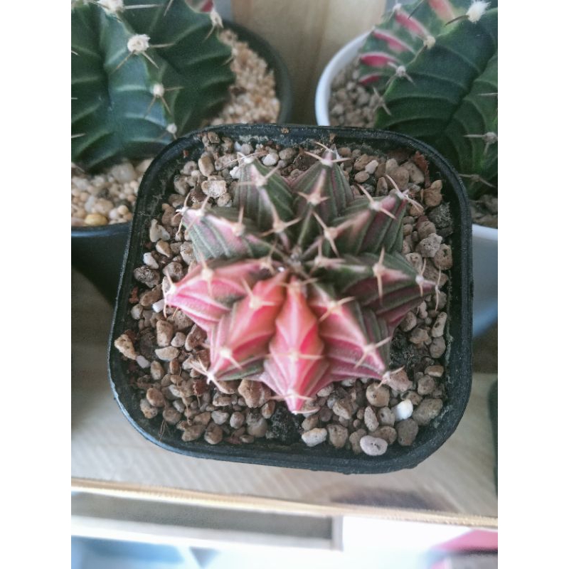 kaktus gymno lb varigata