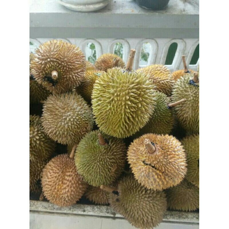 

durian lokal