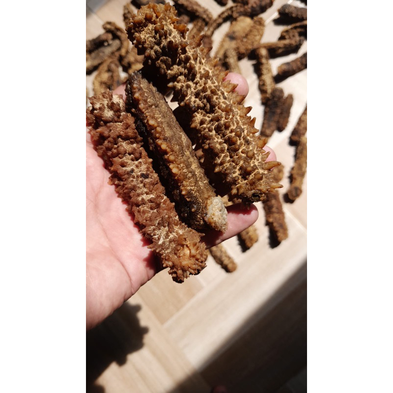 

TERIPANG DURI GONDRONG HOISOM 200gr