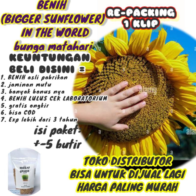 BENIH BUNGA MATAHARI