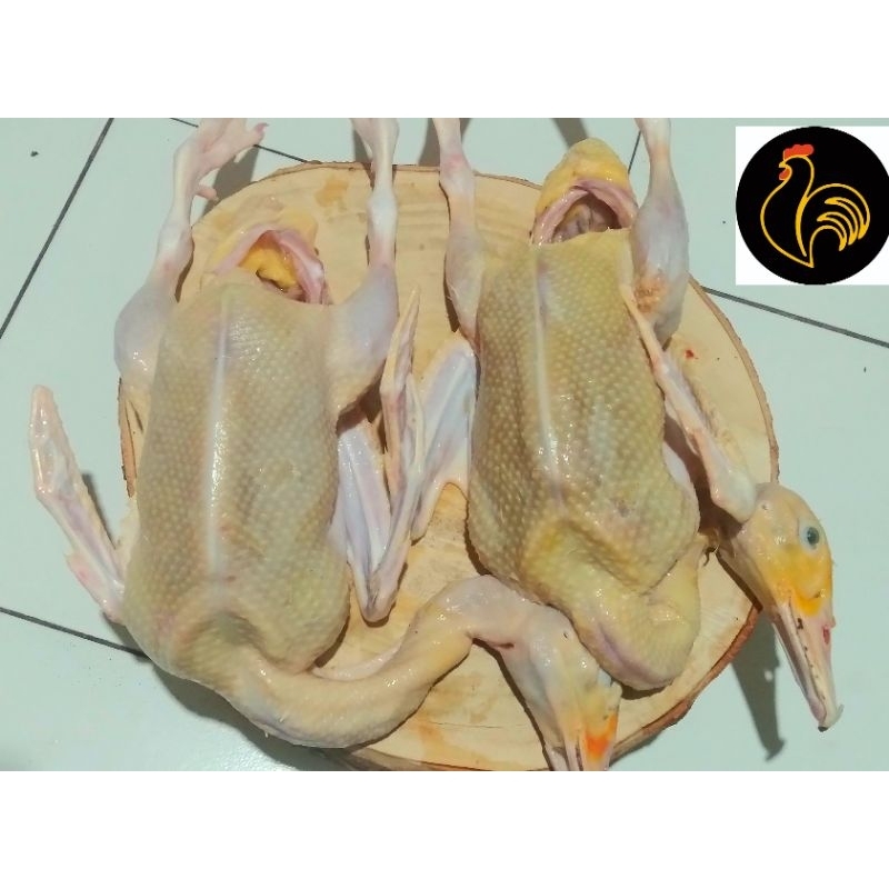 

Bebek Mentok berat 900-1000
