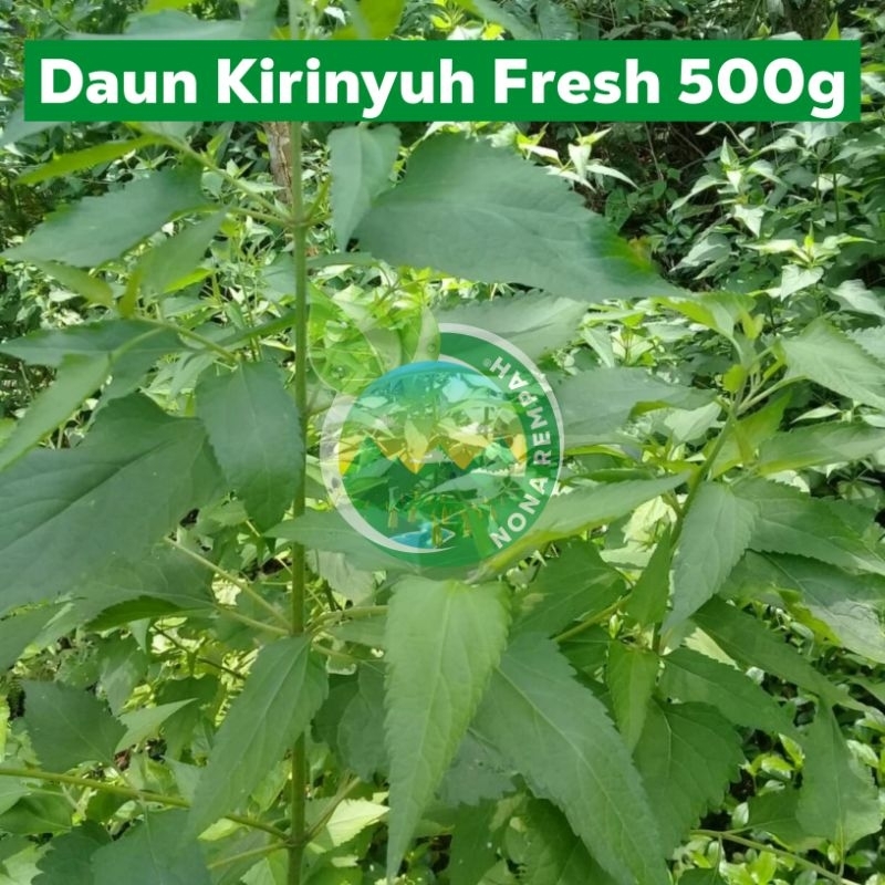 

Daun Kirinyuh Fresh 500g