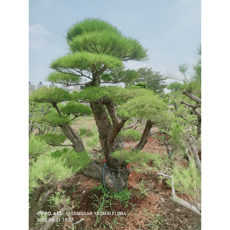 BONSAI TAMAN CEMARA UDANG BESAR