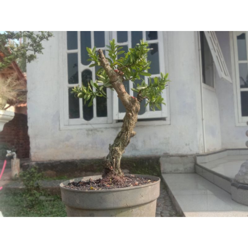 BONSAI ASOKA MIKRO