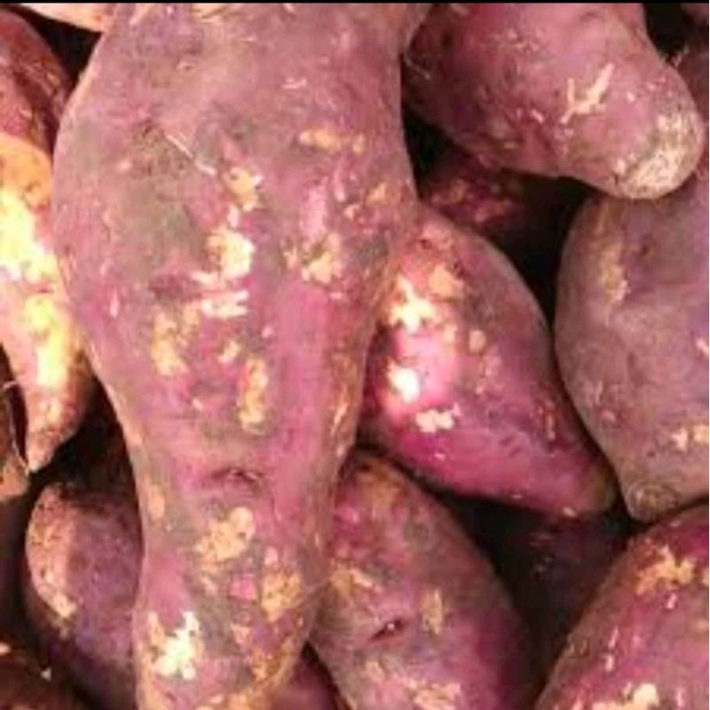 

Ubi merah/Ubi jalar merah