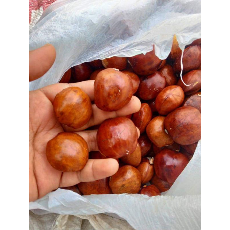 

Jengkol Tua/ Jengki / Jering siap rendang