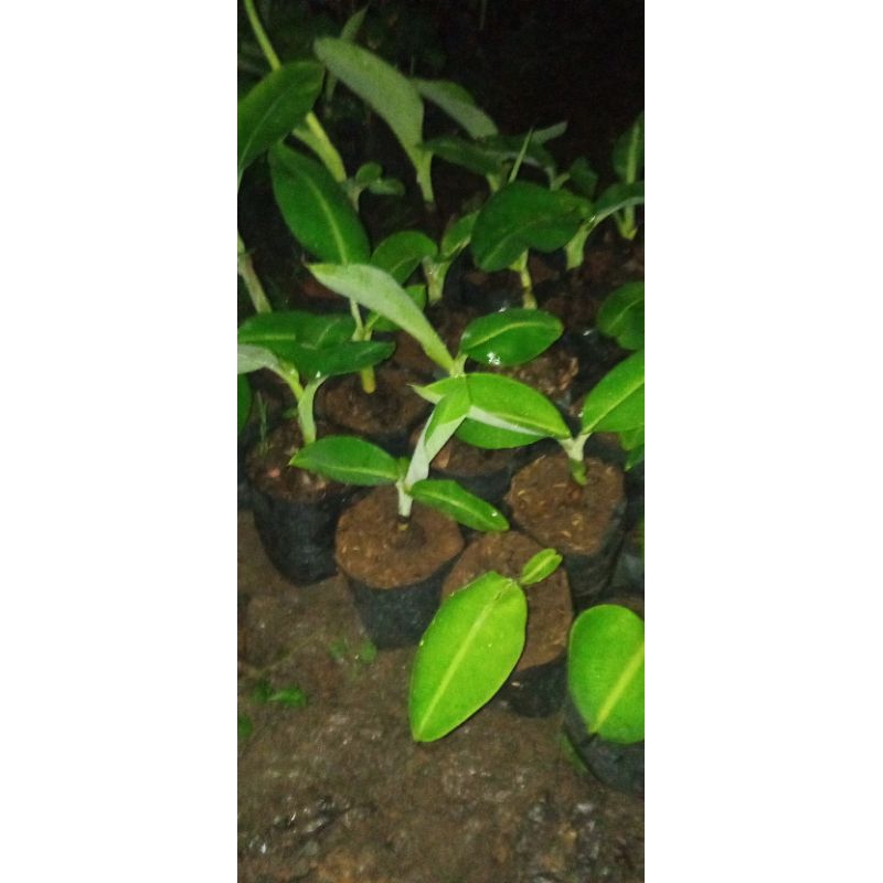 

bibit pisang raja bulu