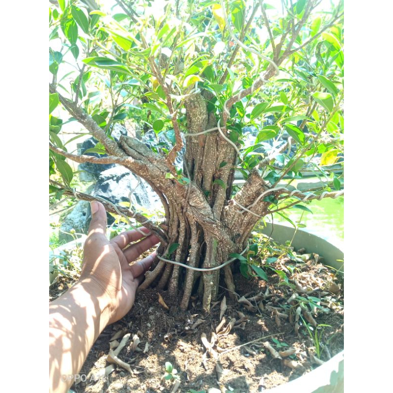 bahan kimeng gabungan prospek real pict COD