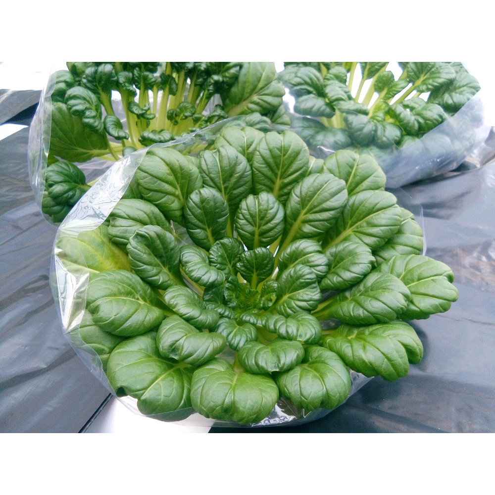

SAYUR PAGODA (500GR)