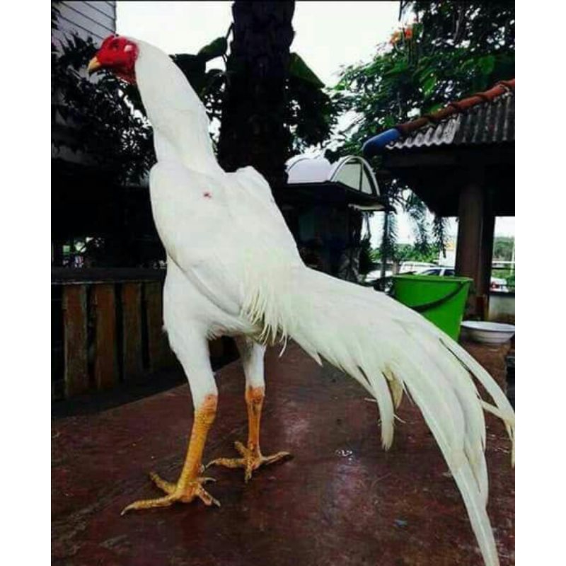 

EKOR LIDI PUTIH TELUR FERTIL
