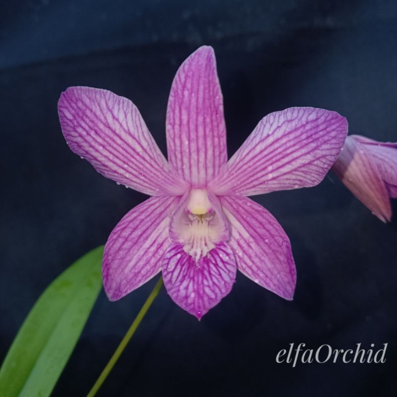 Seedling Dendrobium Burana Strip X Leporinum 'Red Devil
