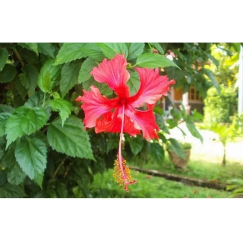 

daun bunga sepatu presh 100 gram