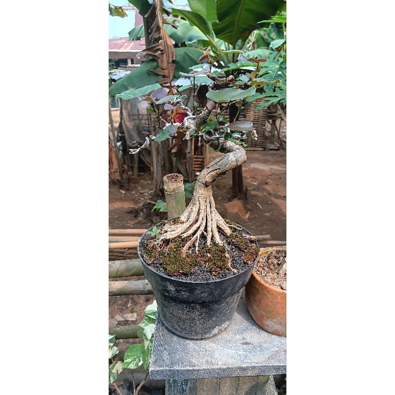 waru merah prgraman pecah batang