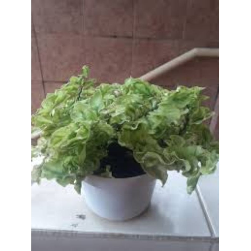 tanaman hias gantung patah tulang