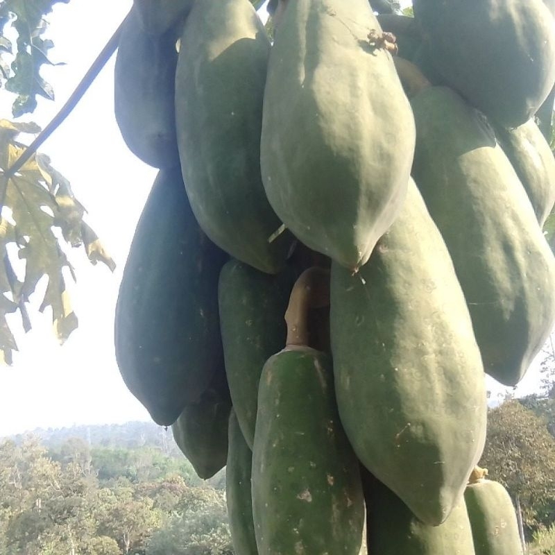 

pepaya muda sayur kates gandul