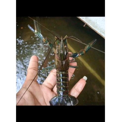 

Indukan Lobster 4 inc 8 Ekor (Bonus 2 Ekor)