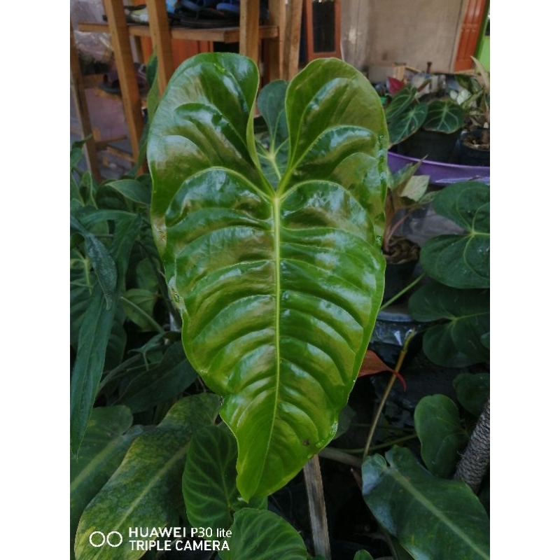 Anthurium veitchii x chamberlain