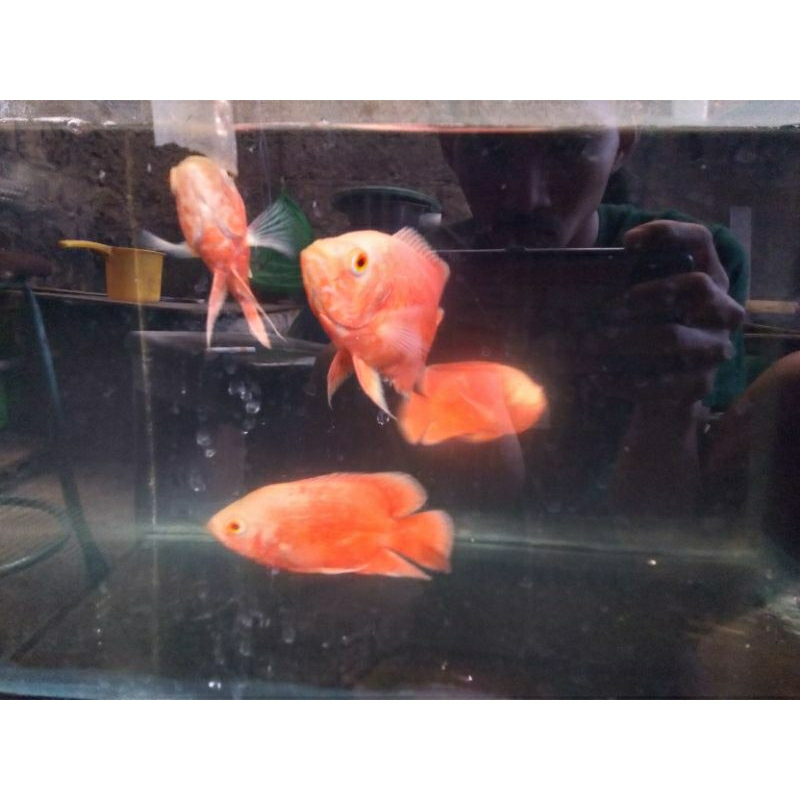 Oscar Paris Albino Merah