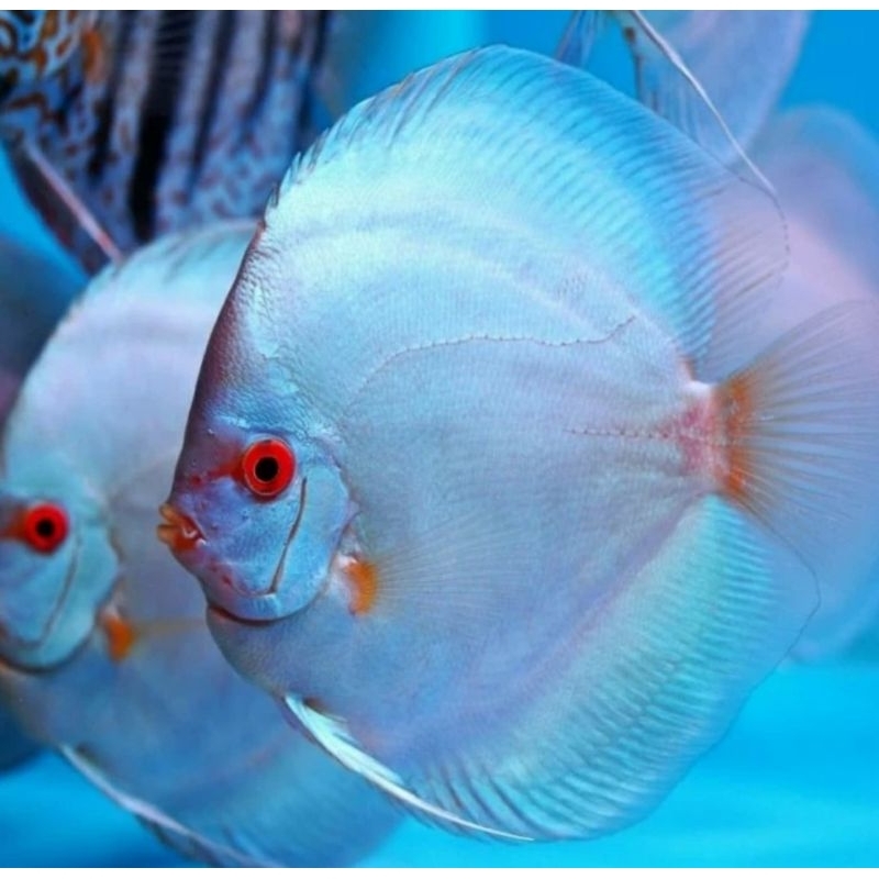 ikan discus blue diamond pair