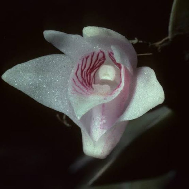 Dendrobium sagitatum dewasa/anggrek mini