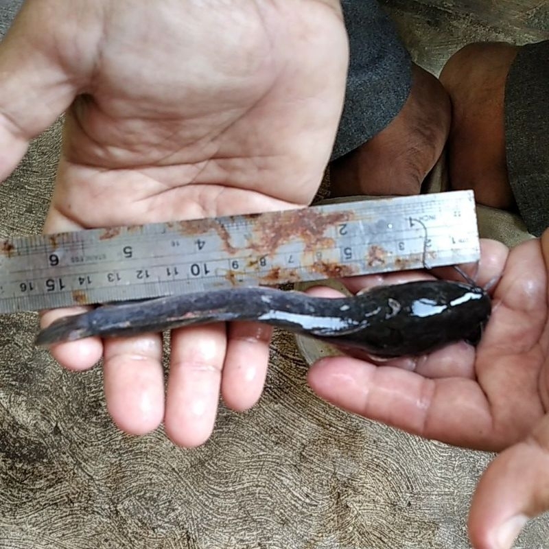 Bibit ikan lele ukuran 14-15cm