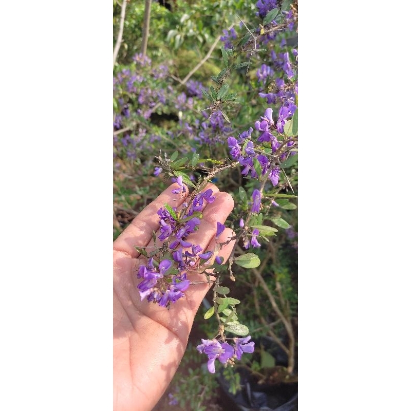 saeng simbur bunga ungu