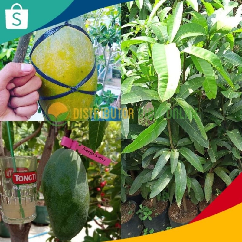 Bibit Mangga Kiojay Tinggi 1 Meter Up Batang Besar
