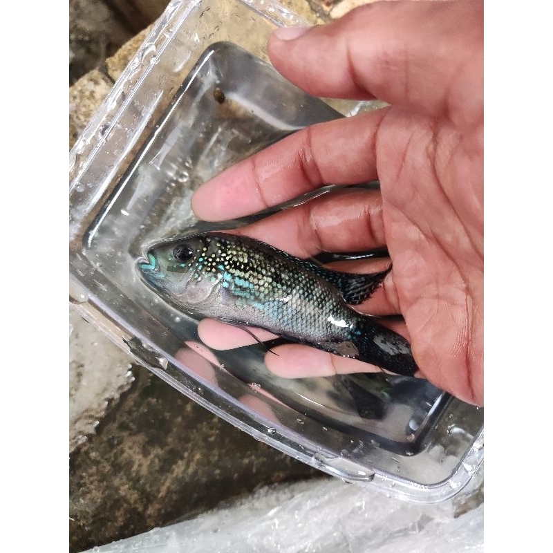 

ikan cichlid afrika 3 inch