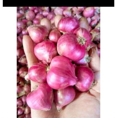 

Bawang merah Probolinggo 1Kg