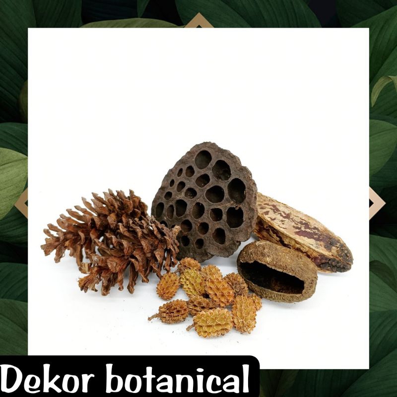 dekor botanical vivarium terrarium