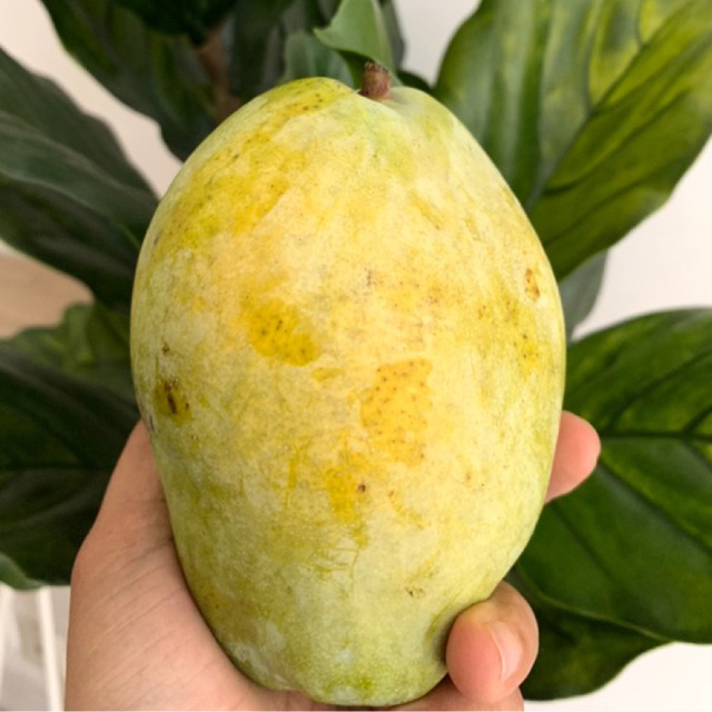 

Mangga Cengkir