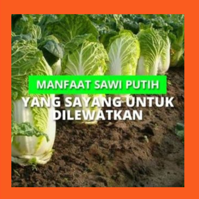 

Sawi Putih Segar Sayur Sawi Fresh