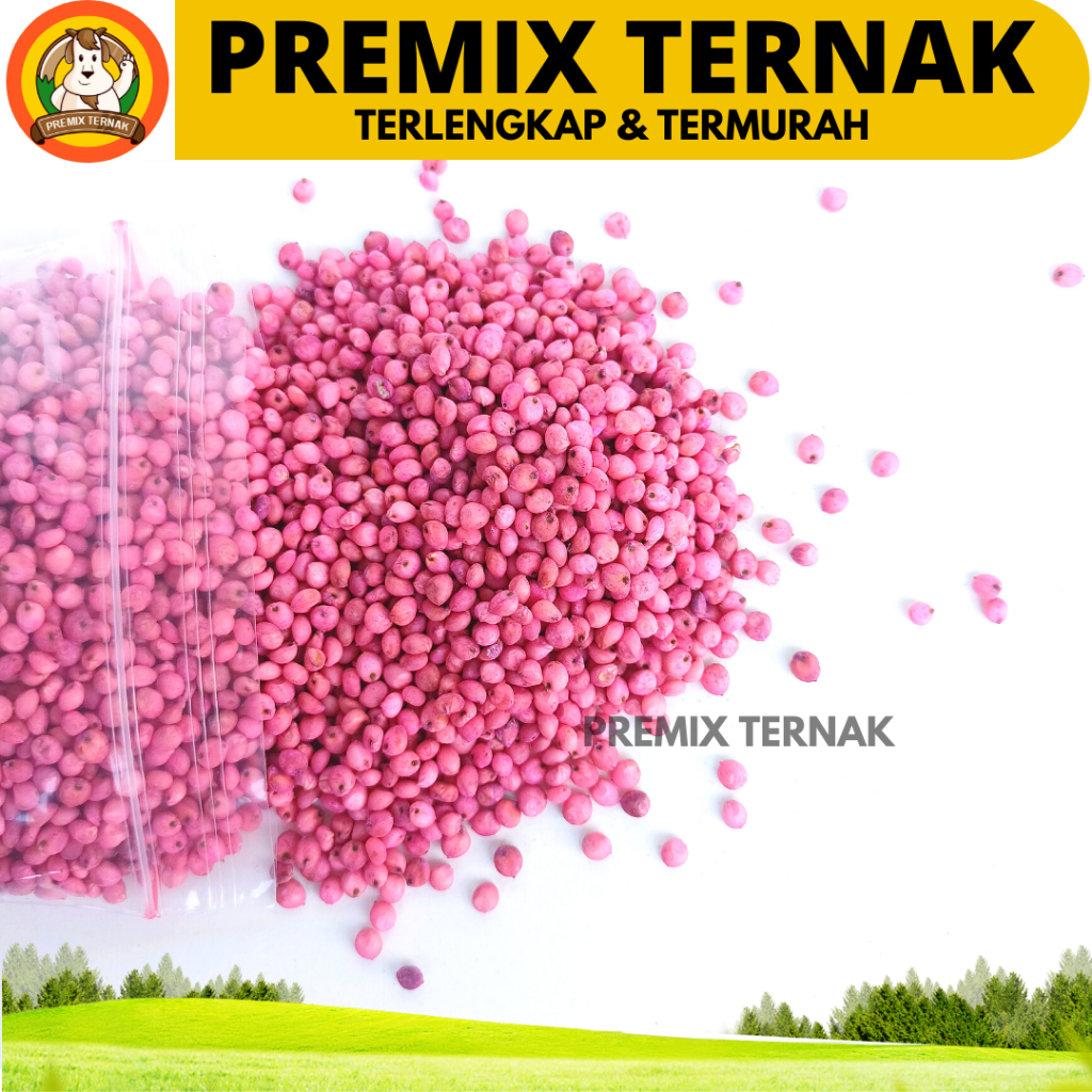 BIBIT SORGUM SOPER 9 KEMASAN 1 KG - Benih Sorgum Varietas Soper - Varian (1kg) Sorghum Cantel hijaua