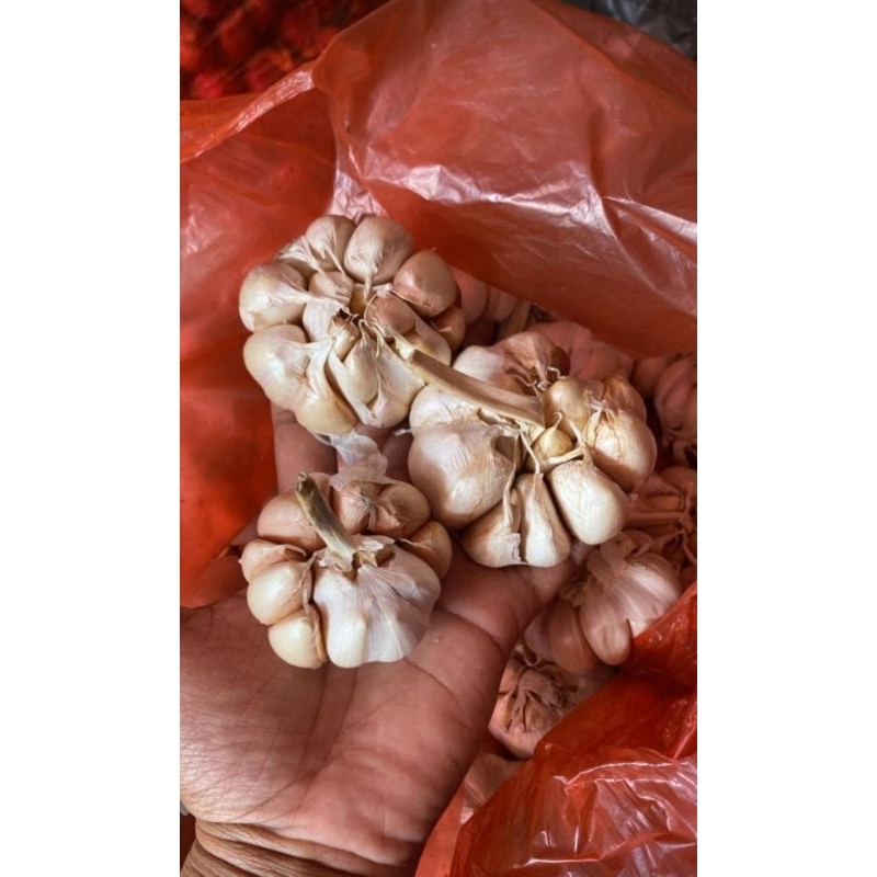 

Bawang Putih 1kg