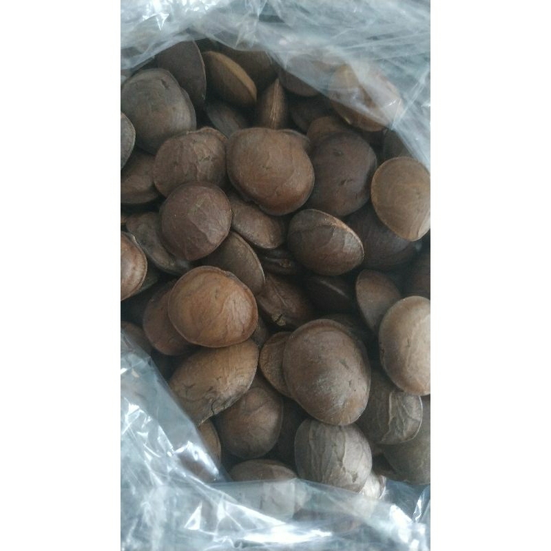 300 Biji Bibit Benih Kacang Bintang Sacha Inchi